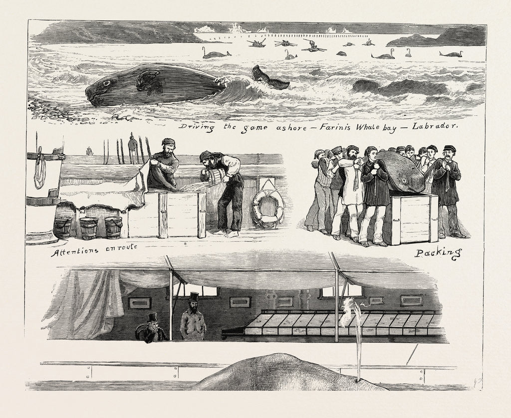 Detail of The Whale at the Westminster Aquarium, London by Anonymous