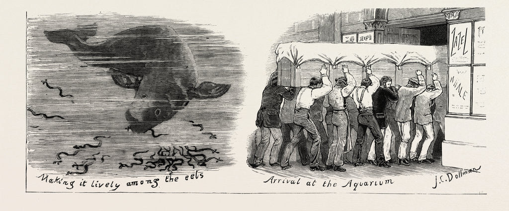 Detail of The Whale at the Westminster Aquarium, London by Anonymous