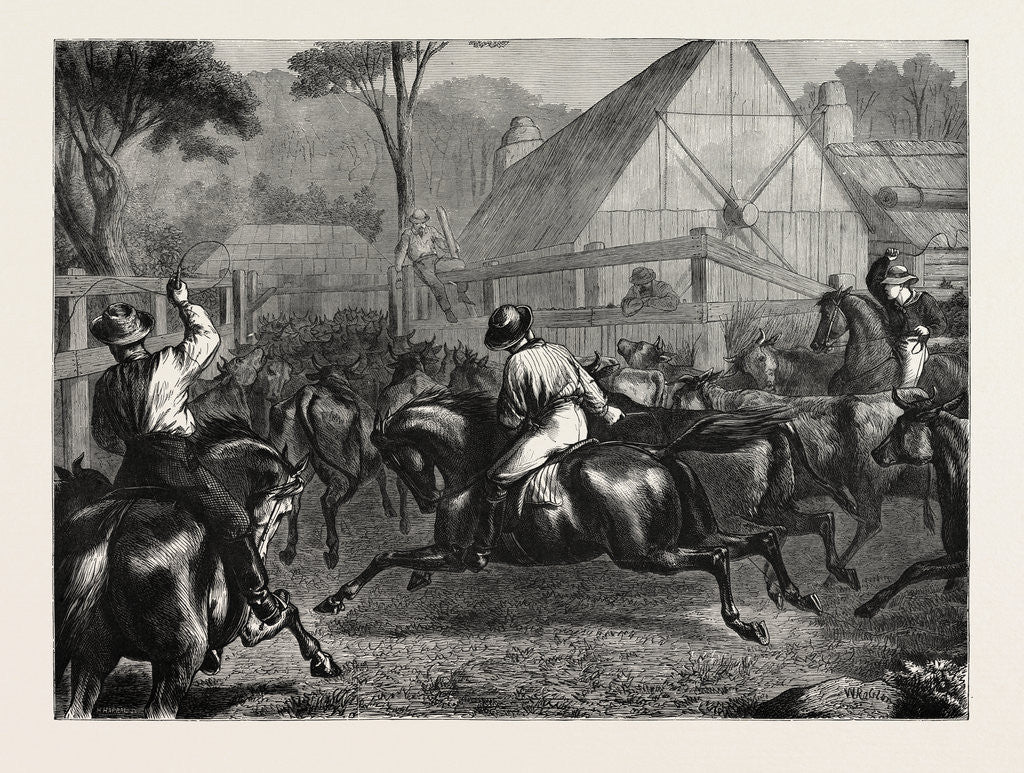 Detail of Mustering Cattle in Australia, 1871 by Anonymous
