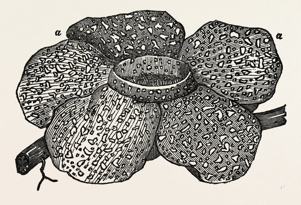 Detail of The Largest Flower by Anonymous
