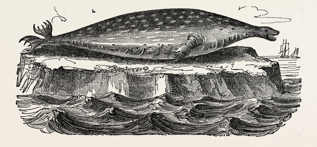 Detail of The Sea-leopard, Sea Leopard by Anonymous