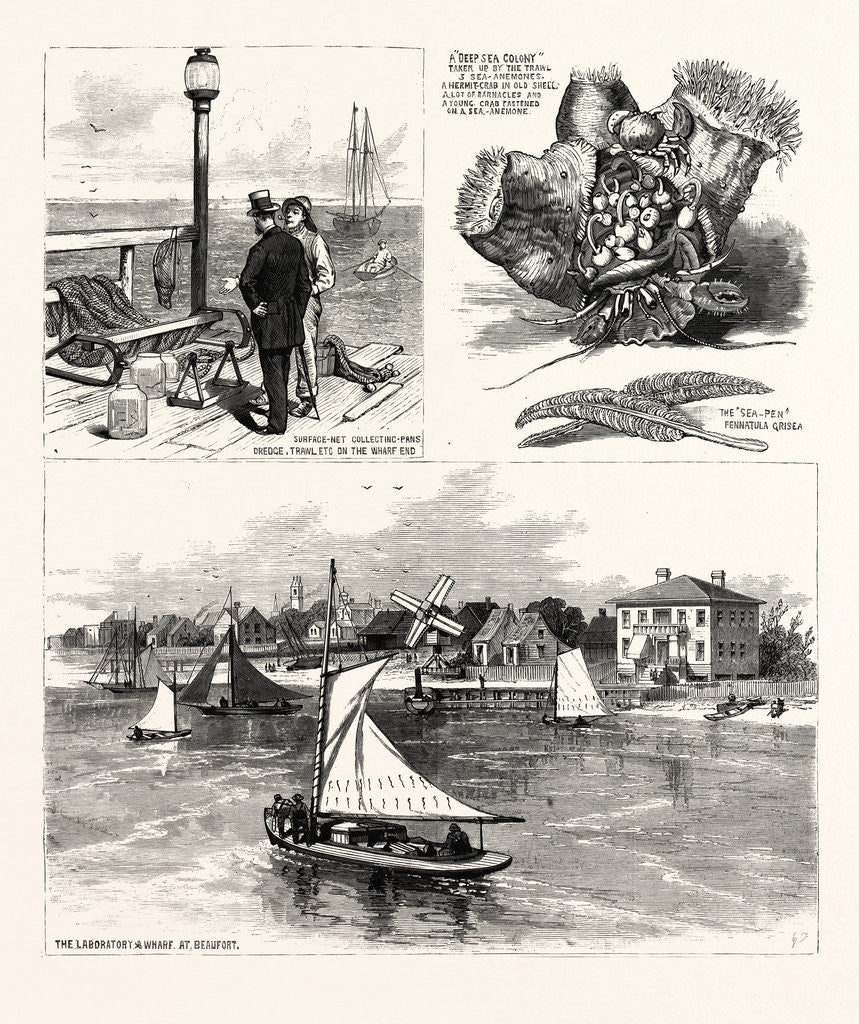 Detail of North Carolina: The Seaside School of the Johns Hopkins University of Baltimore, at Beaufort by Anonymous