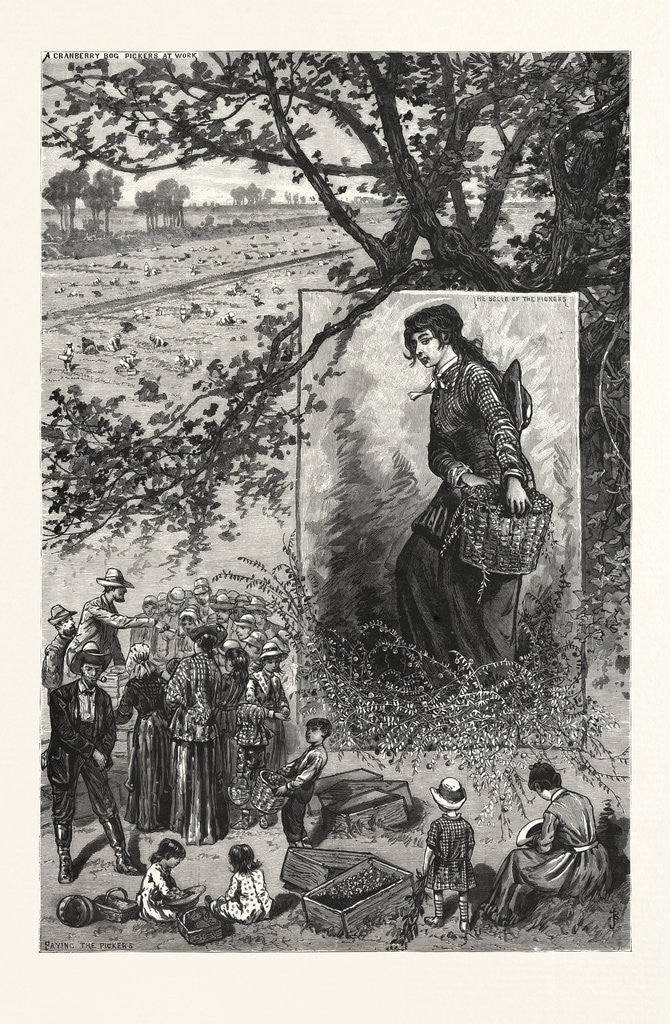 Detail of New Jersey: Preparing for the Thanksgiving Dinner, a Scene on a Cranberry Bog in Ocean County by Anonymous