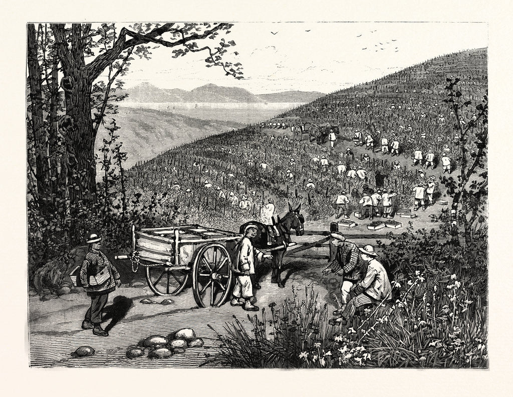 Detail of California: Our National Industries: Grape-Culture in the Sonoma Valley by Anonymous