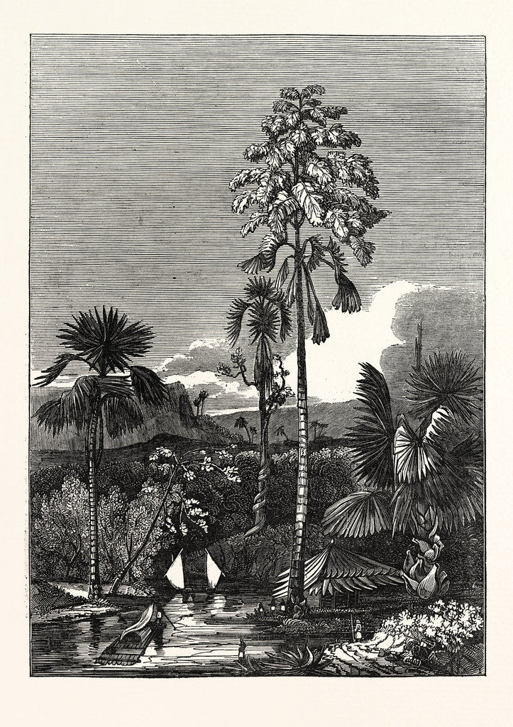 Detail of The Talapat Palm by Anonymous