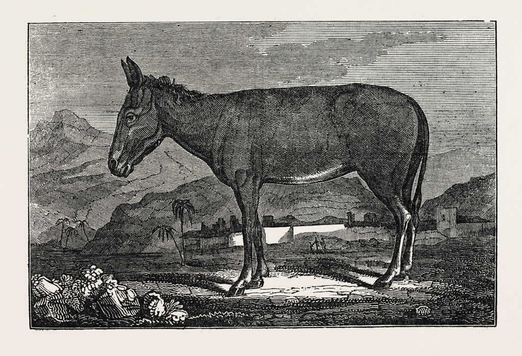 Detail of The Wild Ass of the Desert by Anonymous