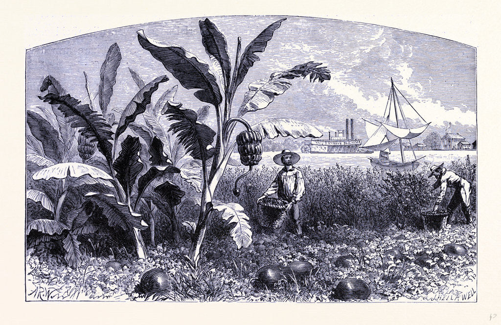 Detail of A Vegetable Garden at the Coast by Anonymous