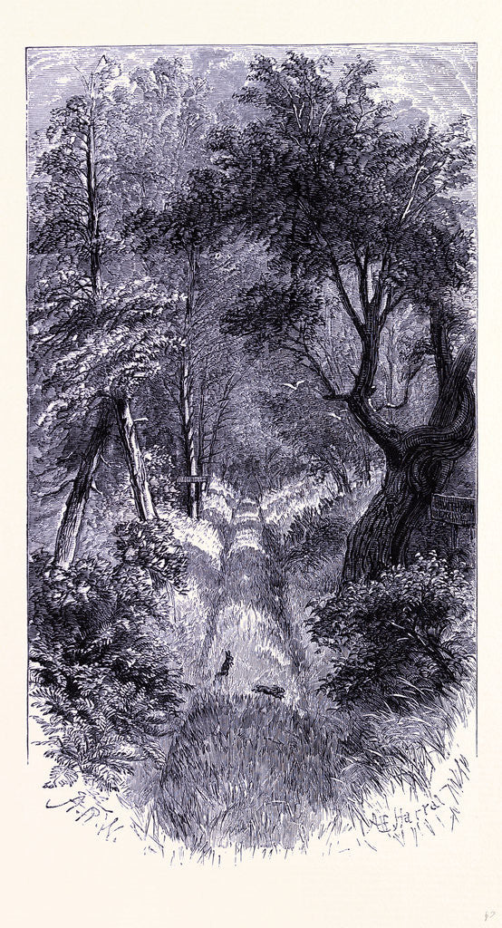 Detail of In the Forest of Roch Island by Anonymous