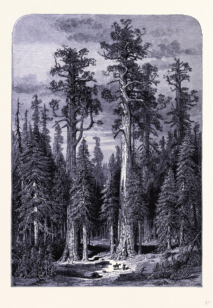 Detail of The Giant Trees in the Mariposa Forest by Anonymous