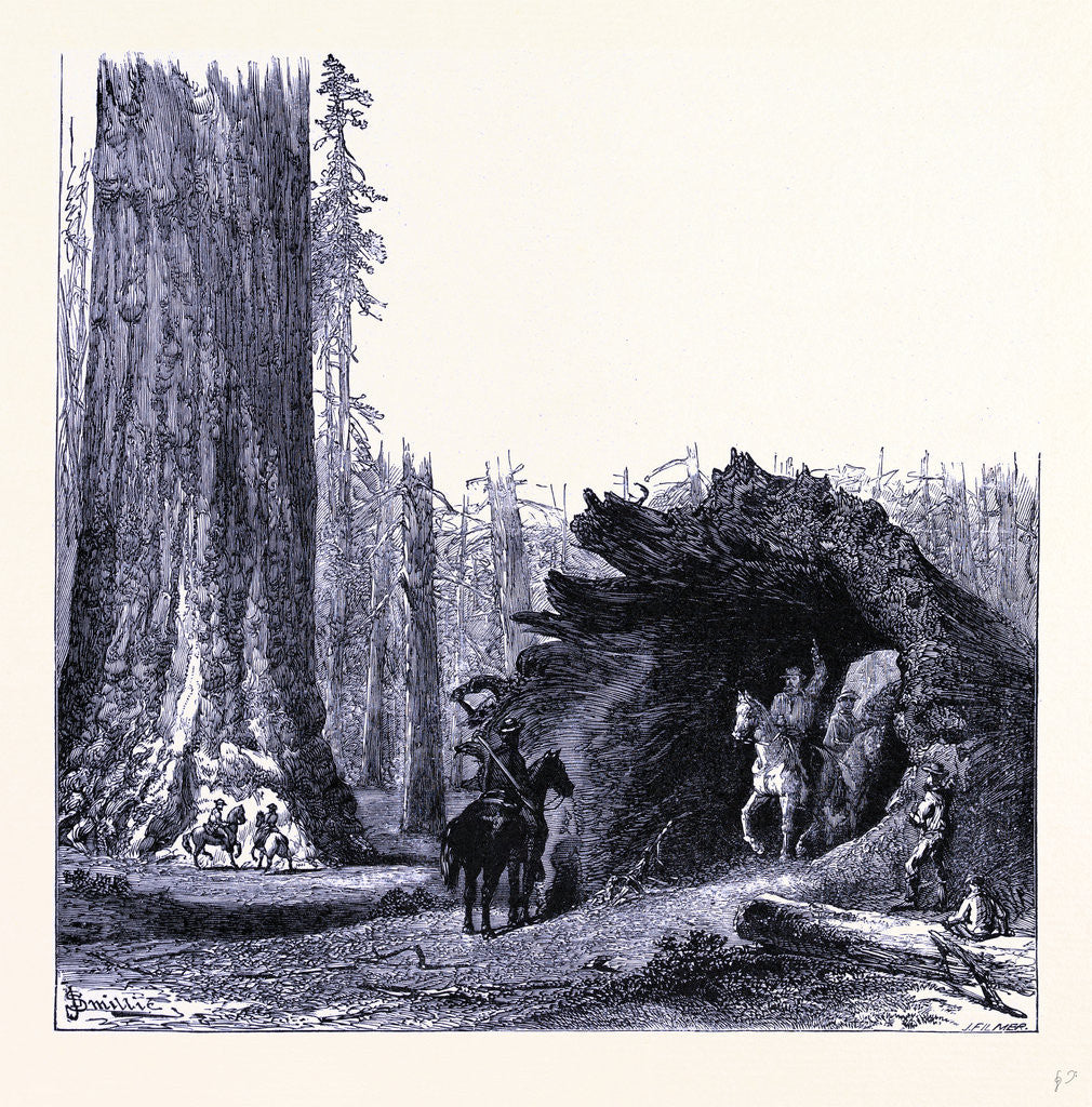 Detail of The Fallen Sequoia Tree by Anonymous