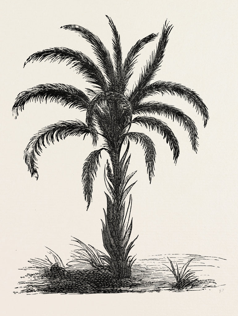 Detail of Oil-palm (eloeis Guineensis) by Anonymous
