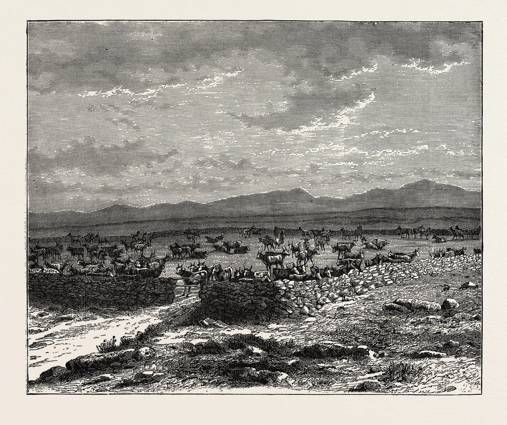 Detail of A South African Cattle Kraal by Anonymous