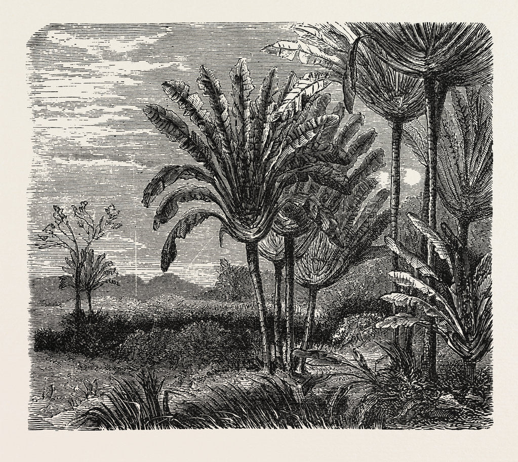 Detail of The Travellers Tree (urania Speciosa). by Anonymous