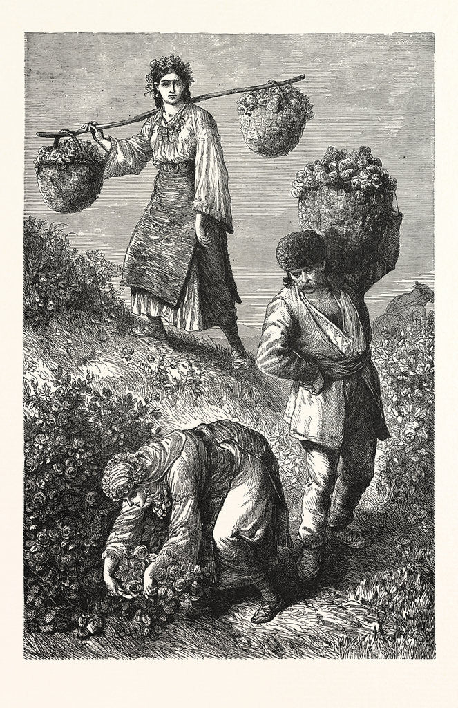 Detail of Gathering Roses in Roumelia by Anonymous