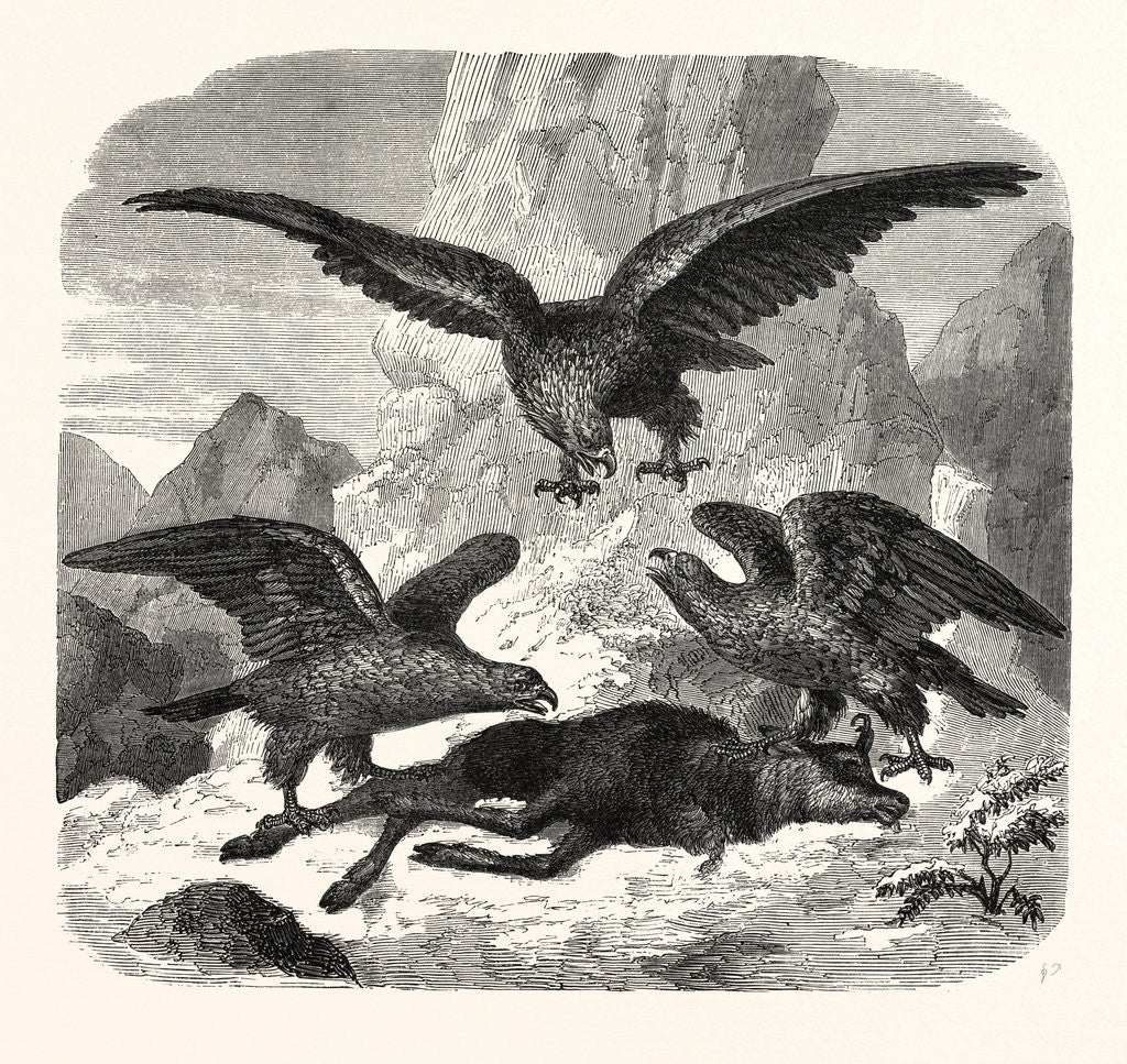 Detail of Eagles fighting over a chamois by Anonymous