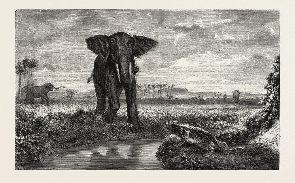 Detail of The Tiger and Elephant Painting by M. Decamps by Anonymous
