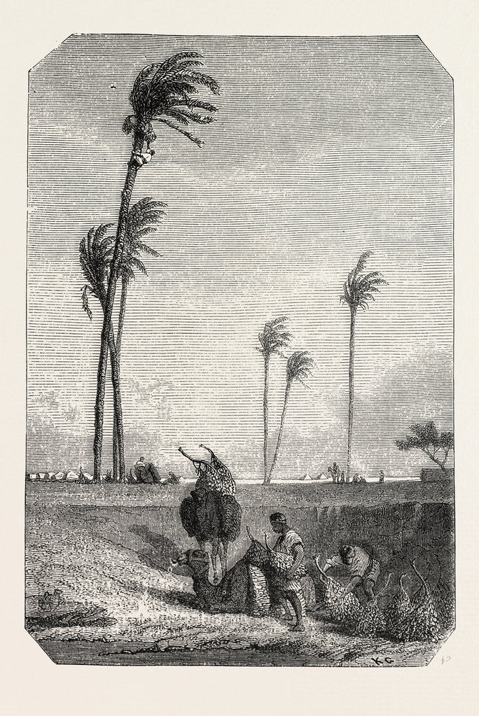 Detail of Harvest Dates in Egypt, Engraving 1855 by Anonymous