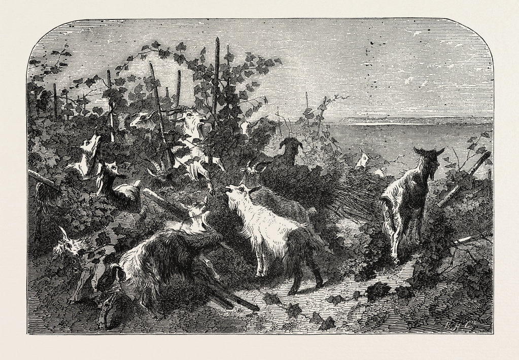 Detail of Salon of 1855. Goats, Engraving 1855 by Anonymous