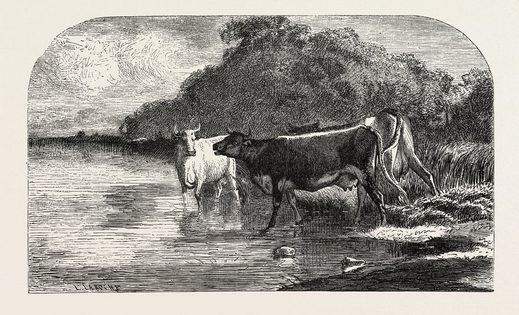 Detail of Cows at the Watering Hole, Engraving 1855 by Anonymous