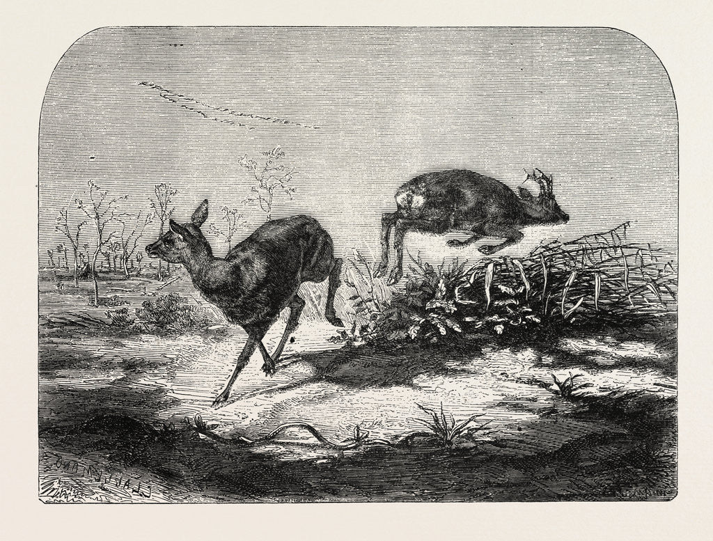Detail of Deer Surprised by Mr. Haffner by Anonymous