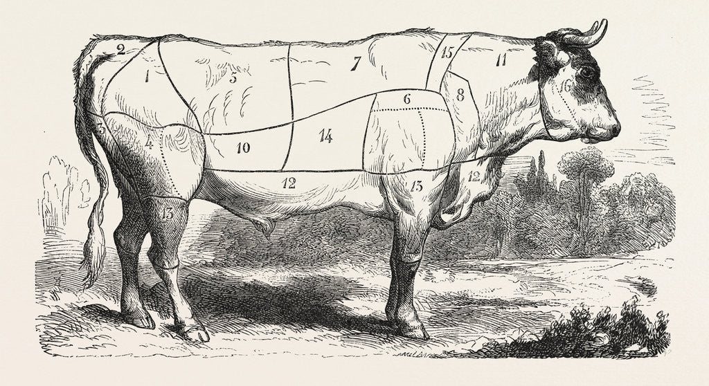 Detail of Tax Butchery Paris. Division by Categories of Beef. France by Anonymous