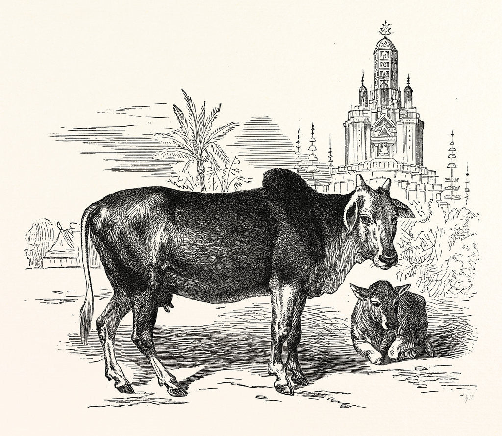 Detail of The Indian Zebu (Bos Indicus) by Anonymous