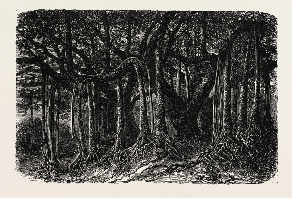 Detail of The Great Banyan, or Sacred Tree, of India (Ficus Indica) by Anonymous