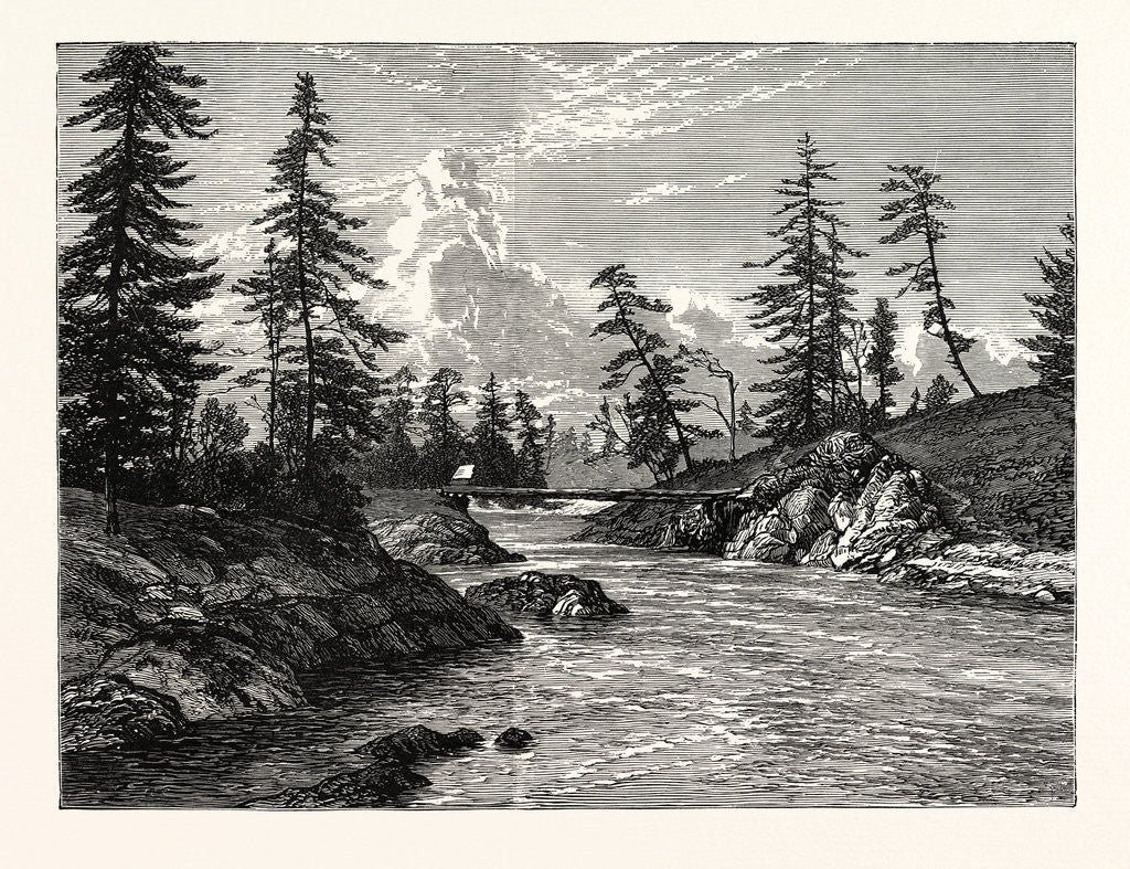 Detail of View of the Gorge, or Narrowest Point of the Western Prolongation of Victoria Harbour, Vancouver Island, with Trees of Abies Douglasii by Anonymous