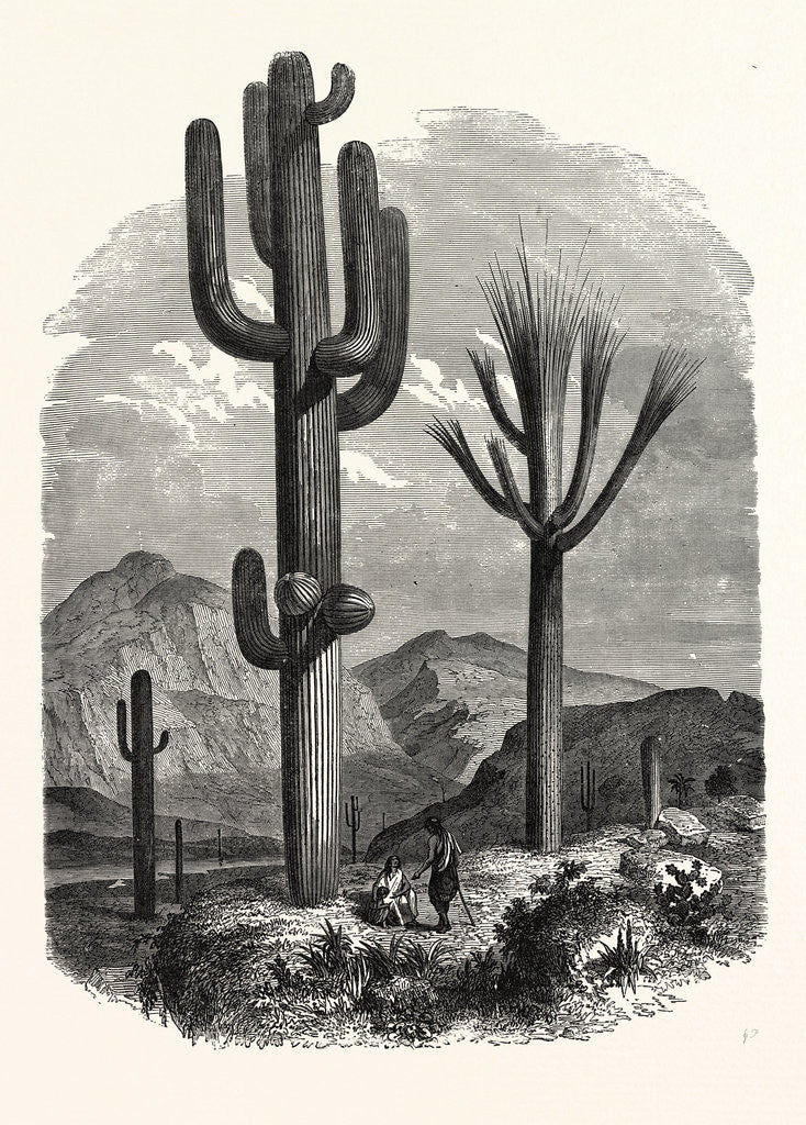 Detail of The Cereus Giganteus, or Monumental Cactus by Anonymous
