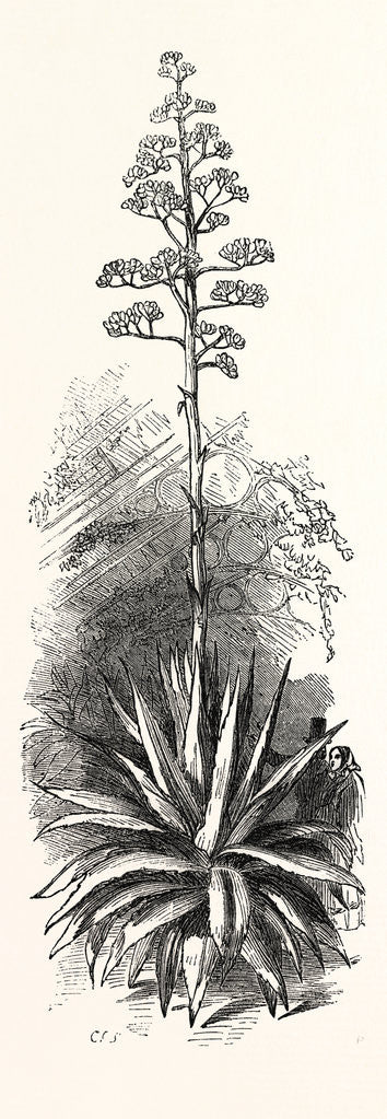 Detail of The American Aloe by Anonymous