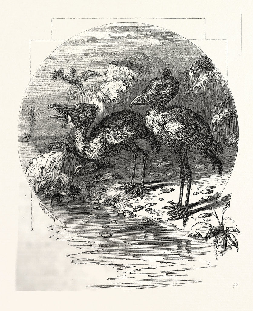 Detail of The Whale-Headed Stork by Anonymous