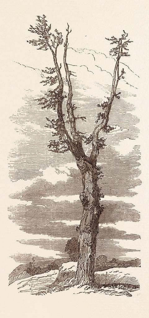 Detail of The Wellington Tree on the Field of Waterloo by Anonymous