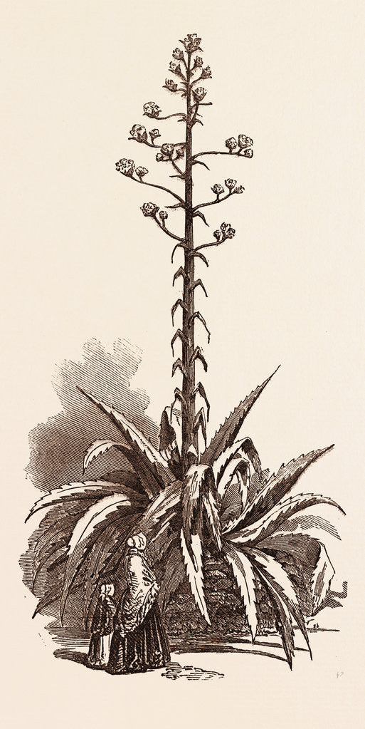 Detail of American Aloe in Bloom, at Cloyne House by Anonymous