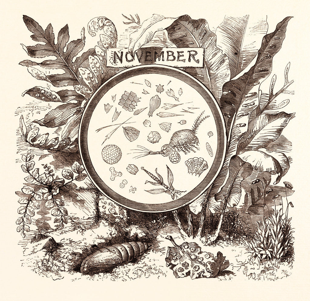 Detail of November by Anonymous