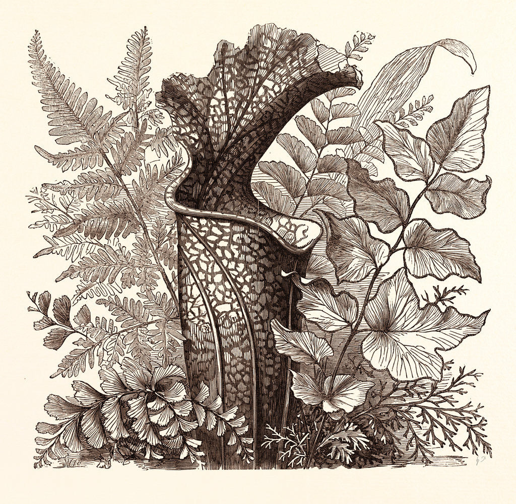 Detail of January. Pteris Argentea. Andiantum Formosum. Sarracenia Drummondi. Adiantum Cultratum. Pteris Macrophyllus. Dania Diversifolia. by Anonymous
