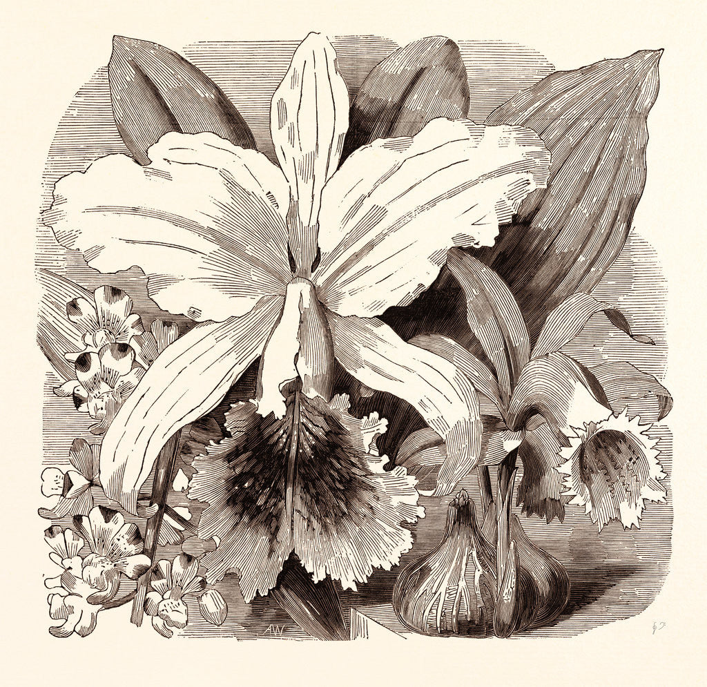 Detail of June by Anonymous