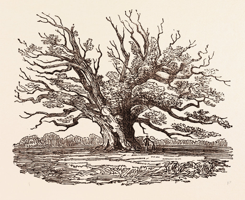 Detail of The Fairlop Oak, in Hainault Forest in the London Borough of Redbridge by Anonymous