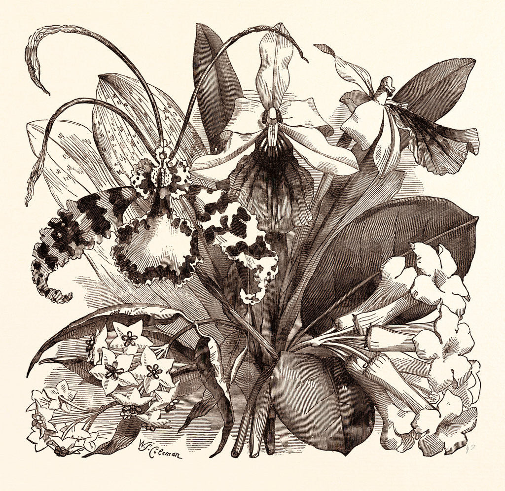 Detail of August by Anonymous