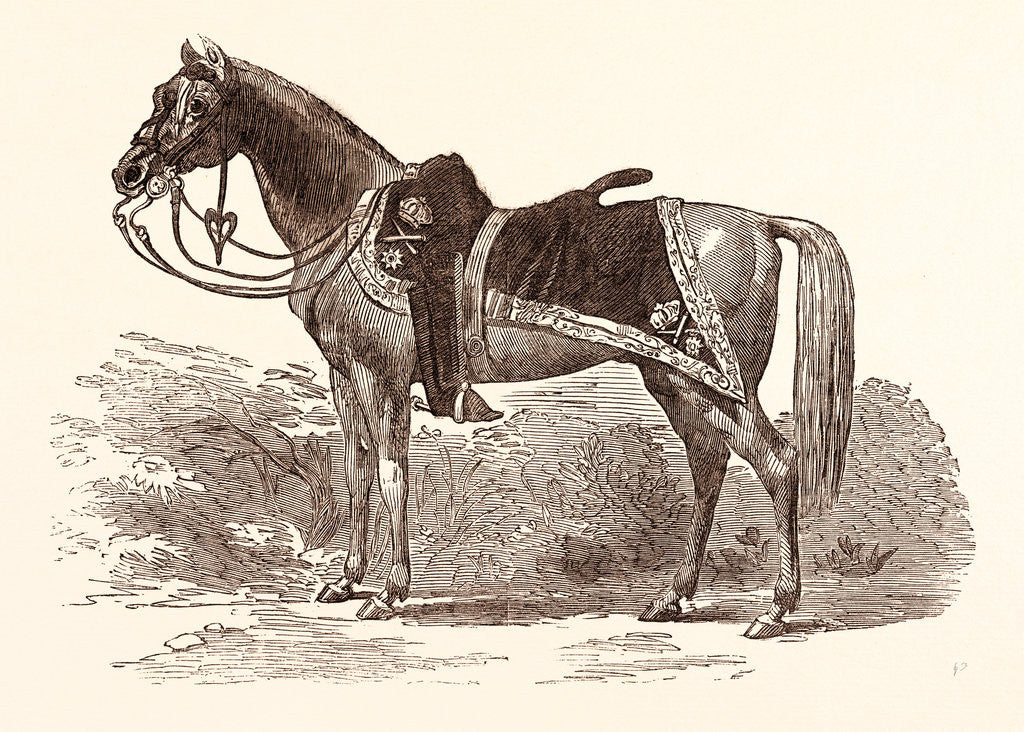 Detail of Sir Charles Napier's Favourite Charger, Red Rover by Anonymous