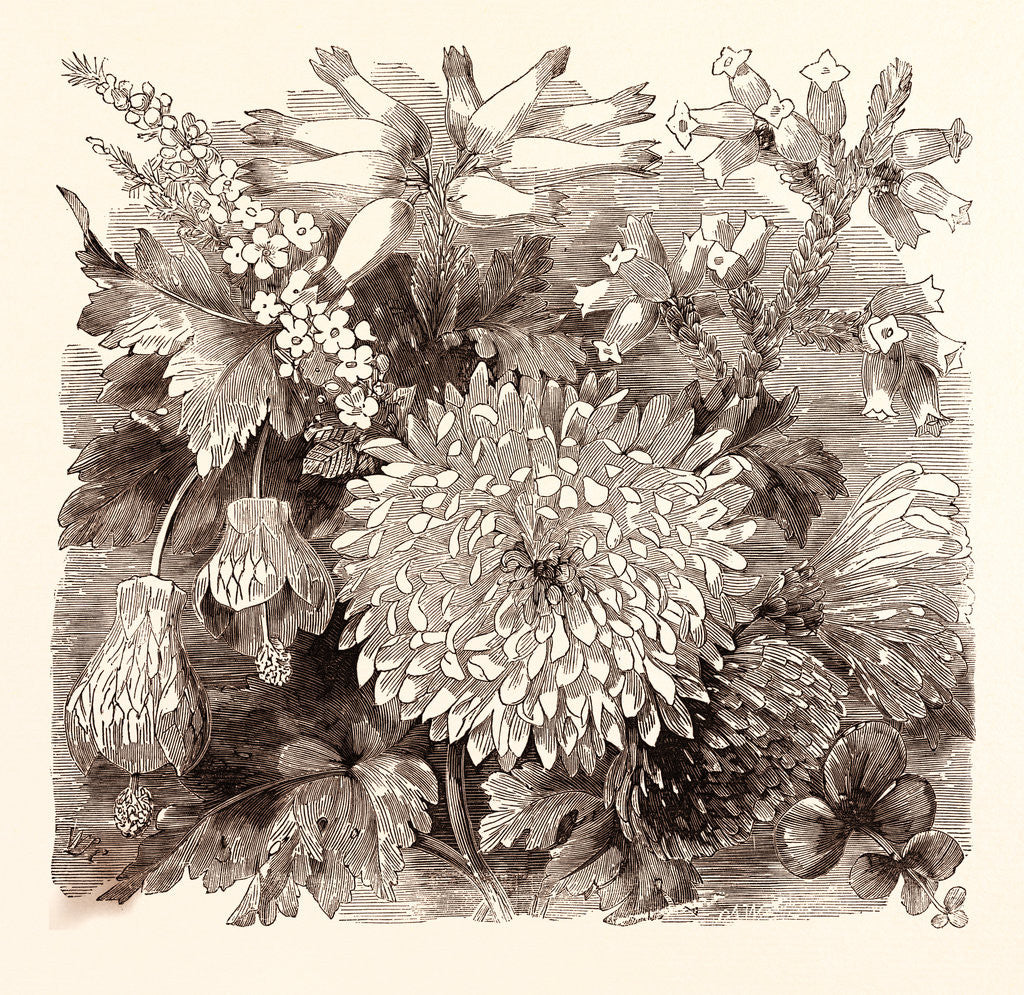 Detail of November. Babingtonia Camphorosma by Anonymous