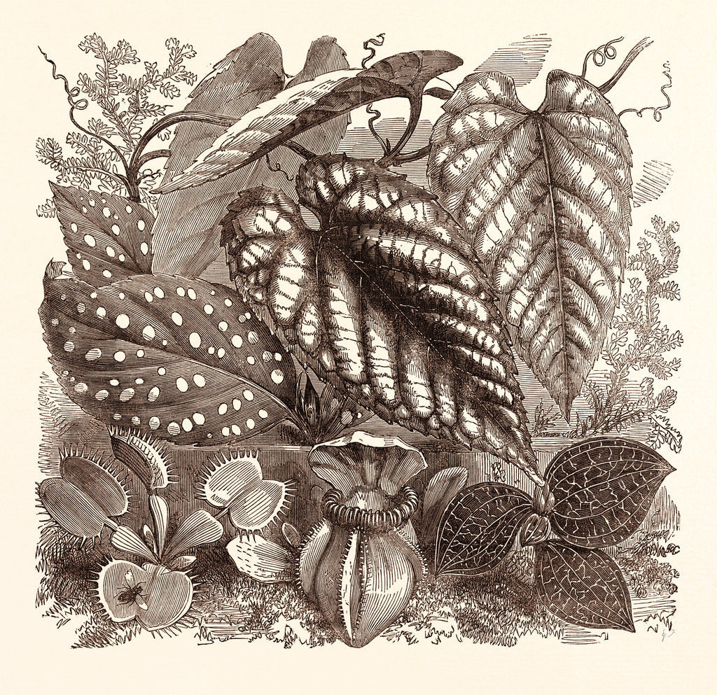 Detail of December. Sonerilla Margaritacea. by Anonymous