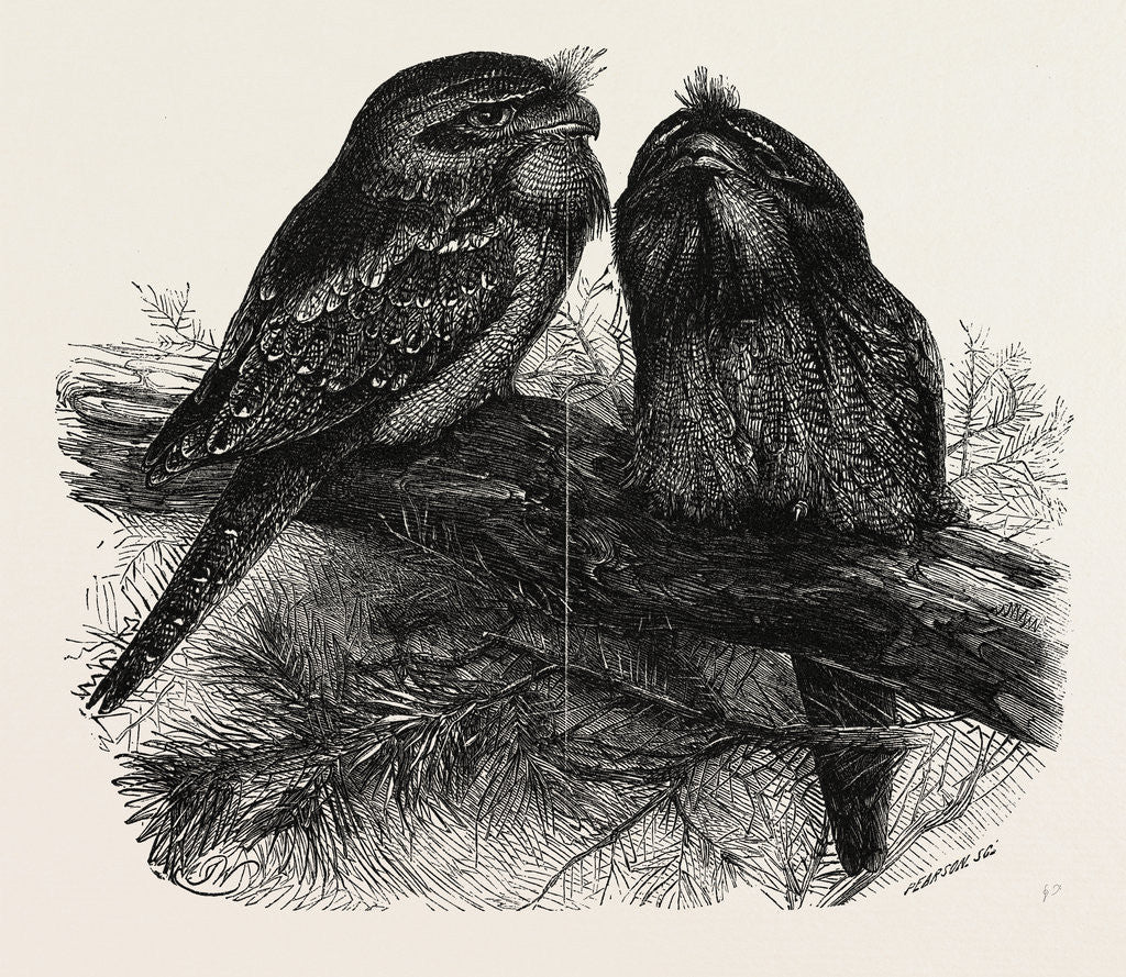 Detail of The Great Australian Goatsuckers (Podargus Cuvieri) at the Zoological Society's Gardens, Regent's Park, London by Anonymous