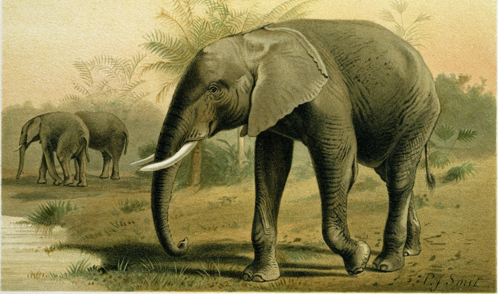 Detail of African Elephant by Anonymous