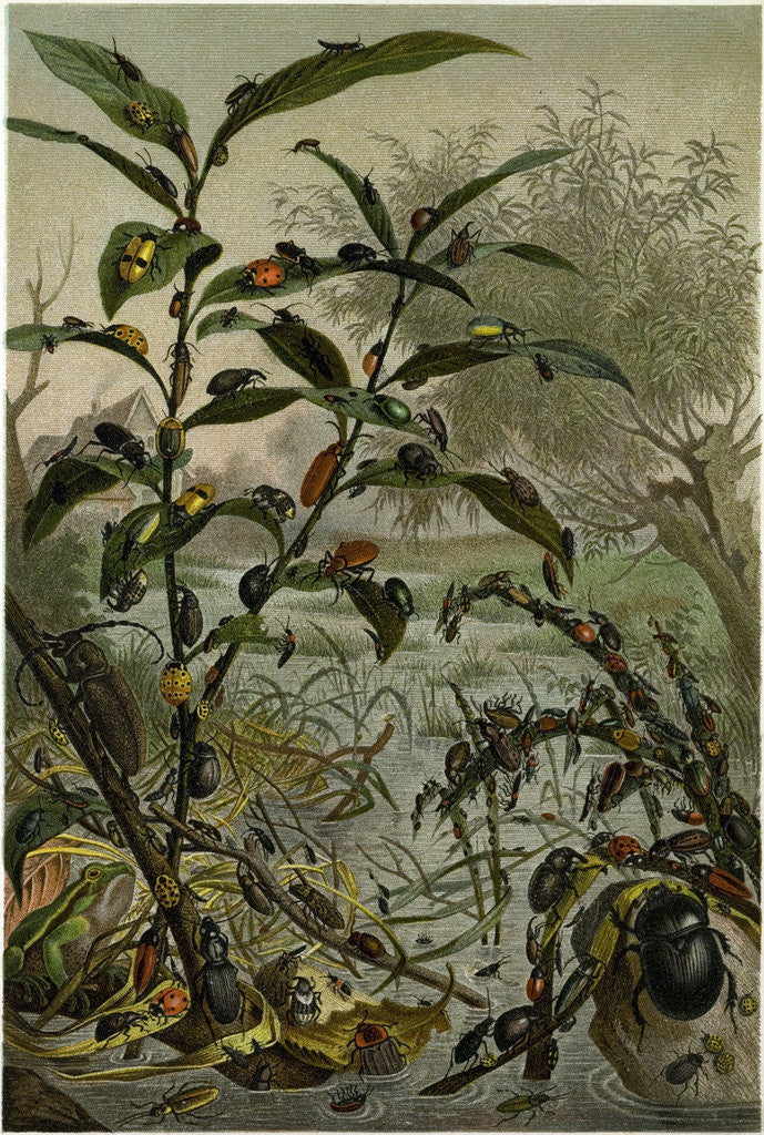 Detail of Beetles in a Flood by Anonymous