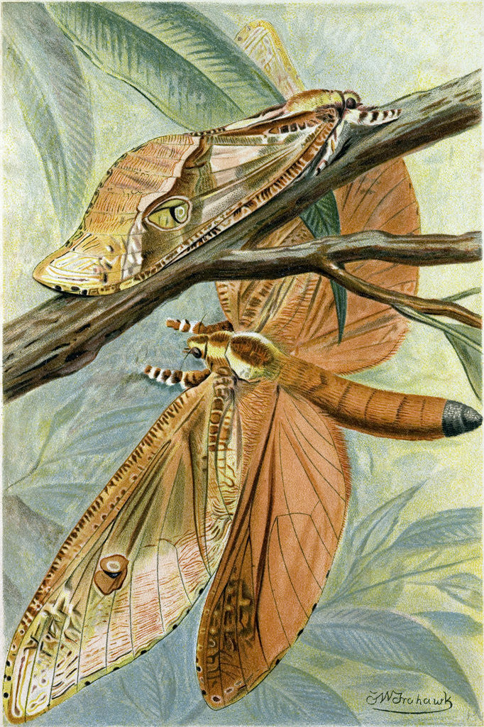 Detail of Giant Swift Moth by Anonymous