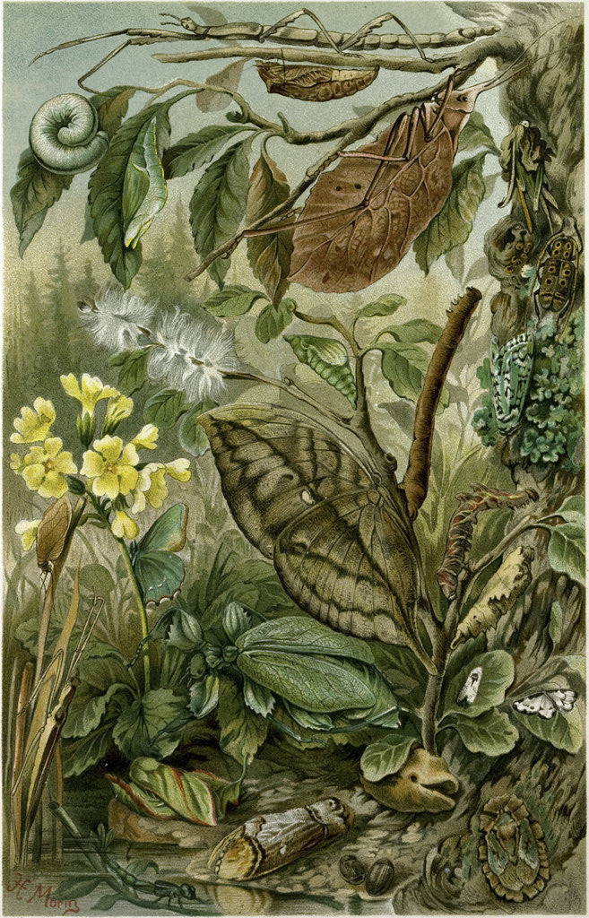 Detail of Nature Nineteenth Century Flower Leaves Tree Beetle by Anonymous