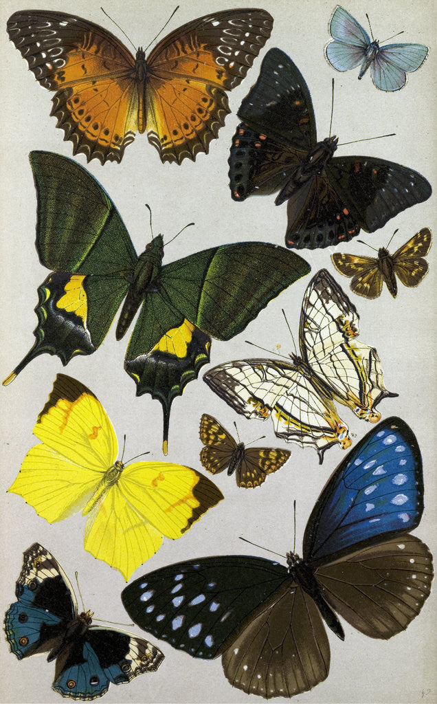 Detail of Butterflies by Anonymous