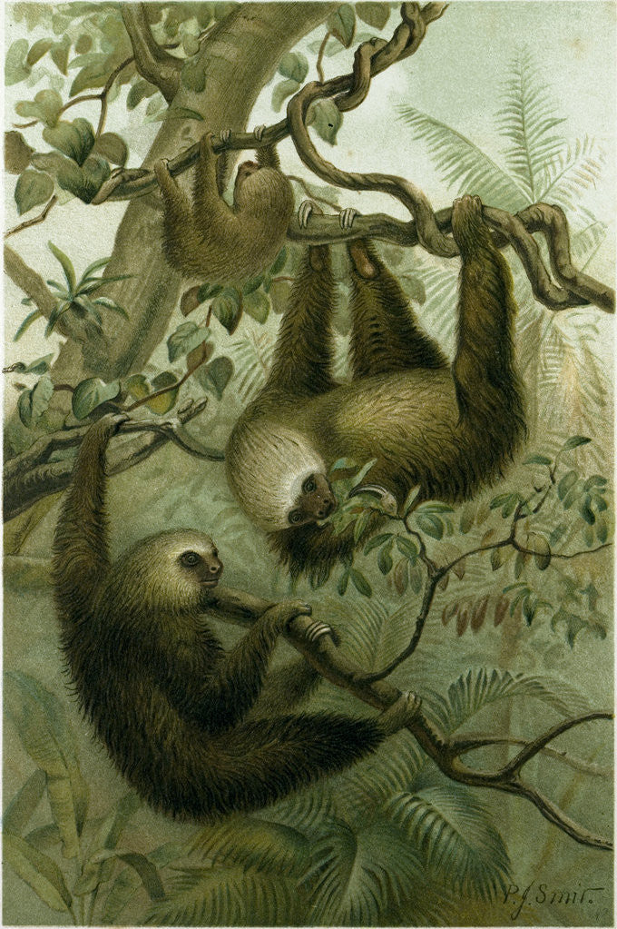 Detail of The Two-Toed Sloth by Anonymous