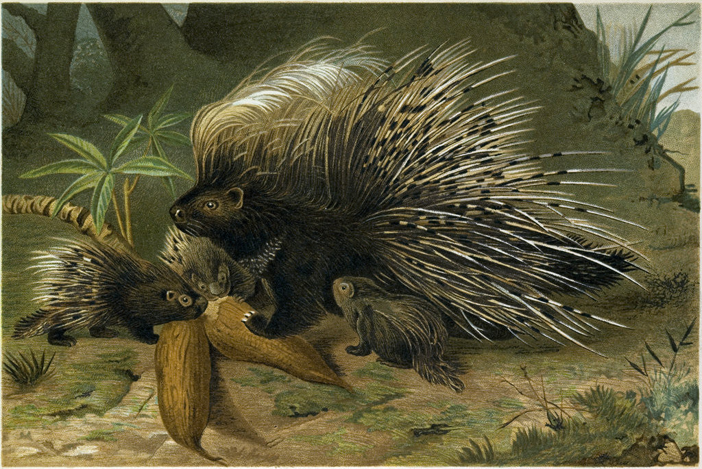 Detail of Crested Porcupine by Anonymous