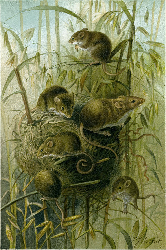 Detail of Harvest Mouse by Anonymous
